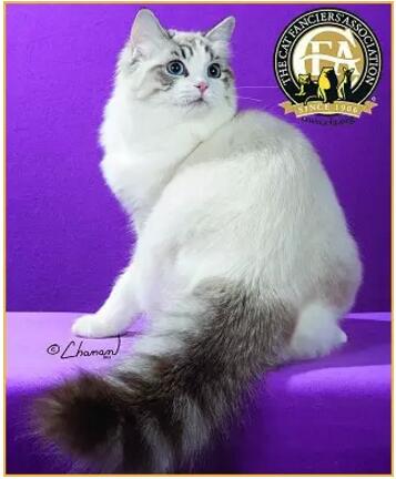 布偶猫美,布偶猫好美