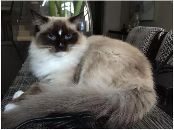 布偶猫美,布偶猫好美