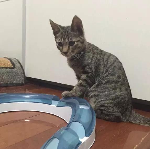 「2月上海春季」有爱领养