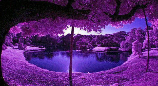 醉美的花海美景,醉美的花海视频