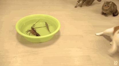 猫咪和小龙虾,猫和小龙虾之间的对决