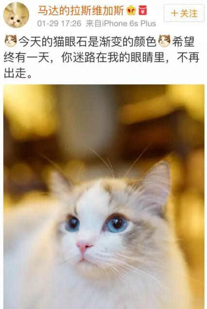 布偶猫美,布偶猫好美