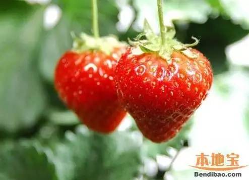 您好，2017年｜阳光灿烂，花果飘香，迎新年这些地方你不得不去！