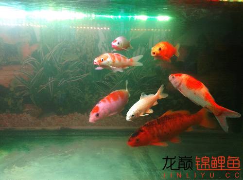 新入缸锦鲤趴缸对策,锦鲤聚在一起趴缸底