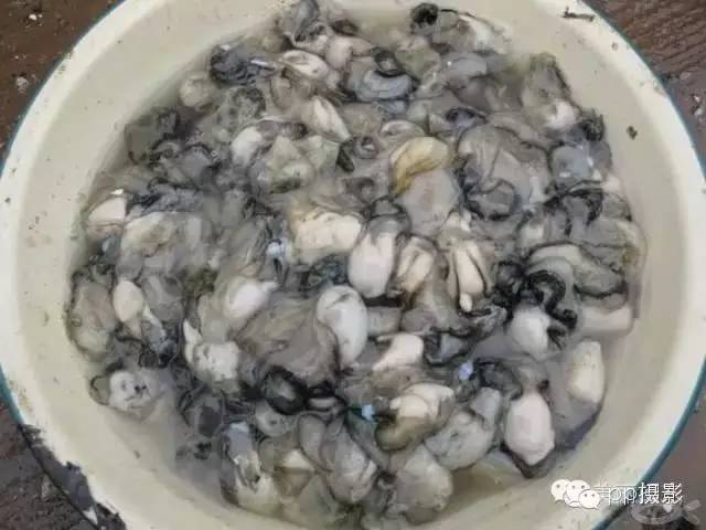 2017年霞浦“海鲜年历”出炉，你知道现在该吃什么吗？