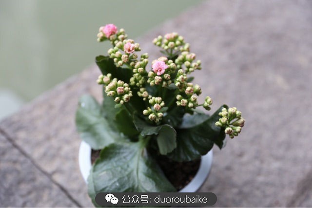 古镇寻肉记:那些旅行中遇见的植物!