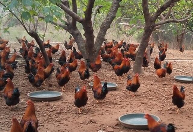 开一个小养鸡场要花多少钱？其实不只是花钱那么简单