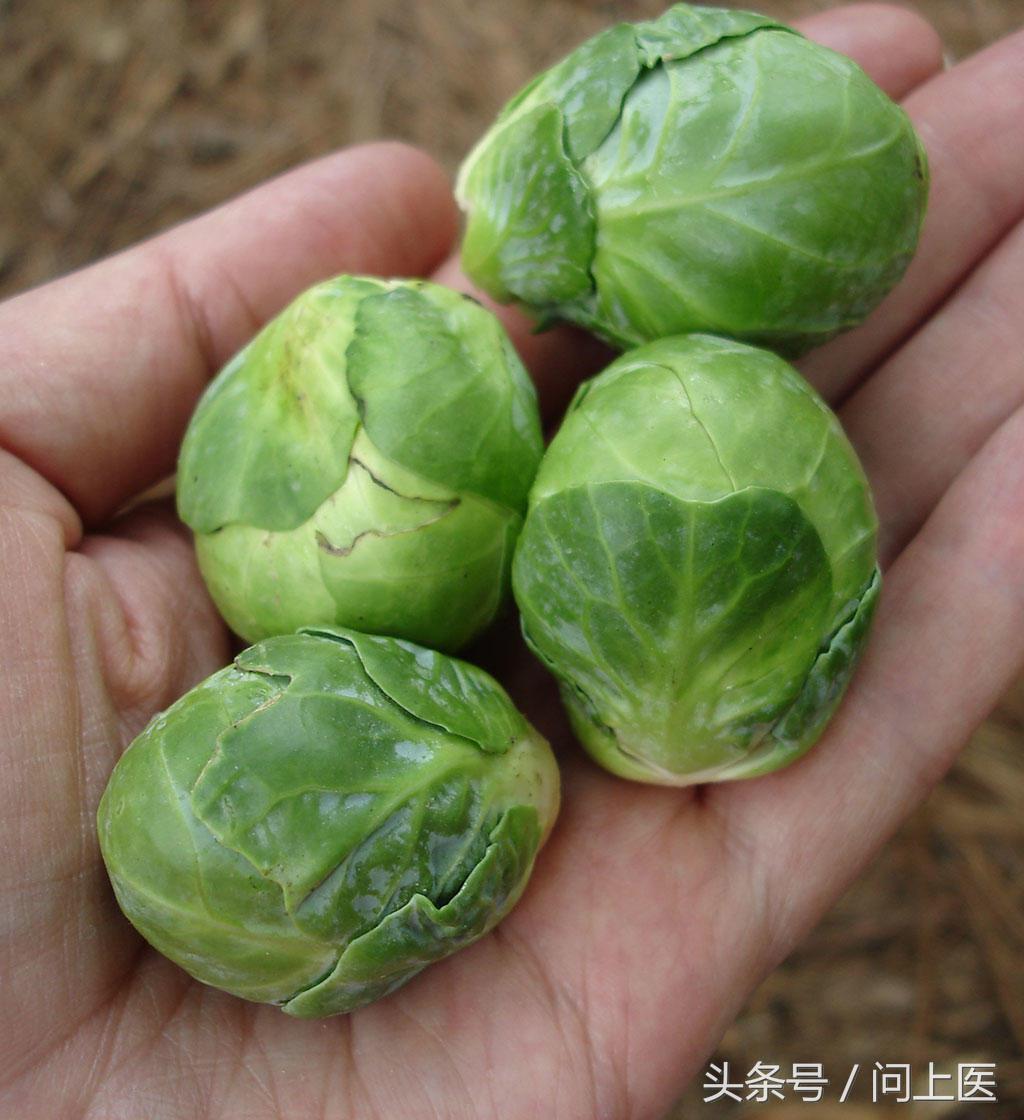 抱子甘蓝迷你小包菜3月能种吗,抱子甘蓝跟包菜口感一样吗