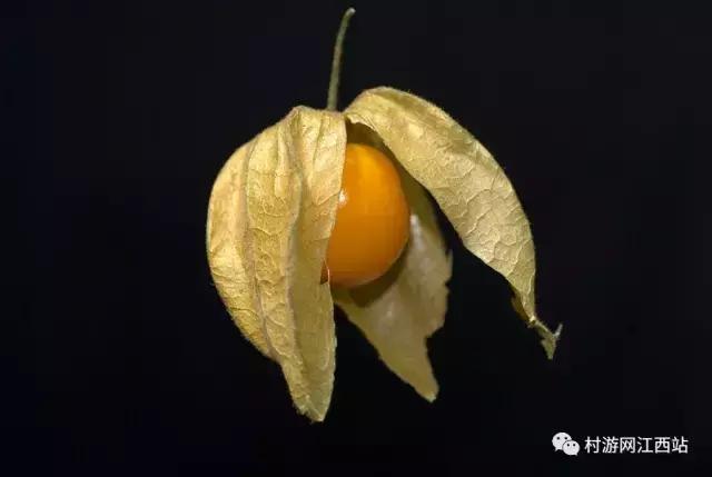 农村五大野果你吃过几种,农村山里的野果有哪些