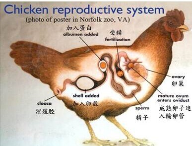 鸡蛋的蛋壳到底咋来的,鸡蛋壳不光滑很粗糙是假鸡蛋吗