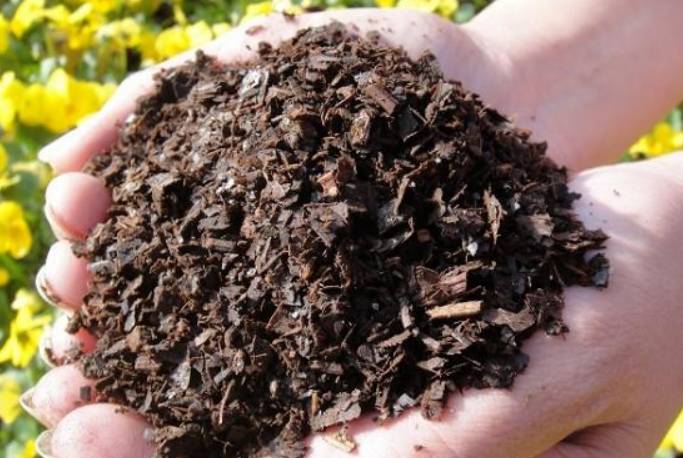 君子兰烂根后怎么处理配土上盆,椰糠配的土总是烂根