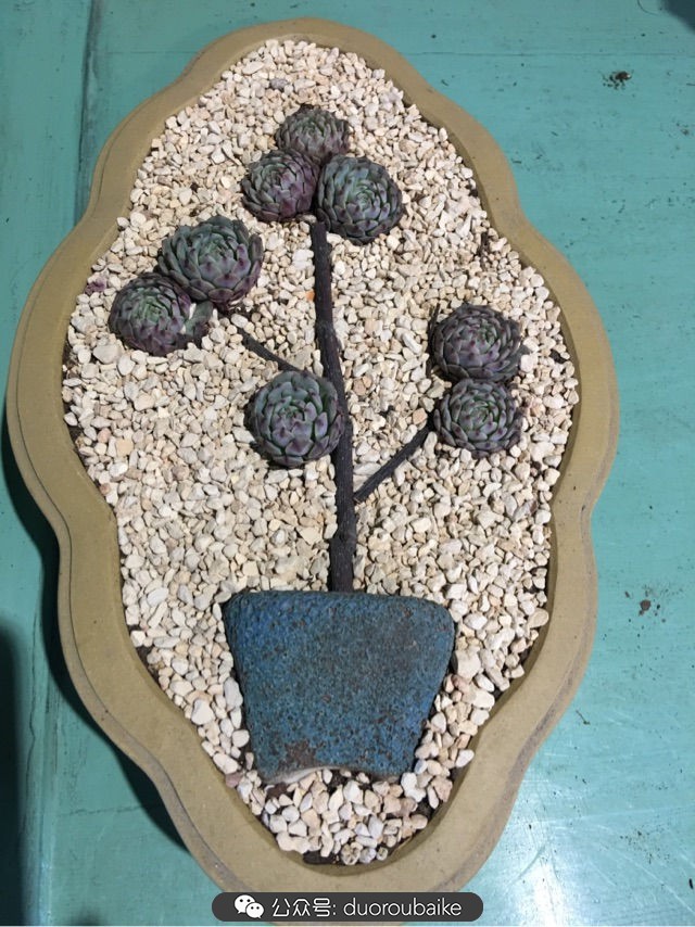 寒风中越发美丽的多肉,冬季暖阳下的多肉