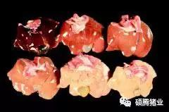 猪霉菌毒素最怕三种克星,猪霉菌毒素中毒有什么症状