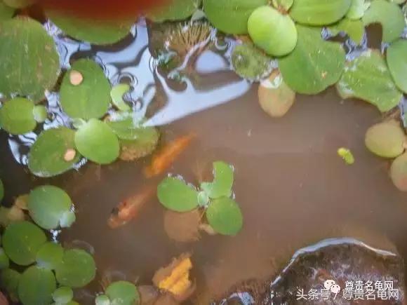 懒人养龟有诀窍，泥水生态养殖就是那么简单！