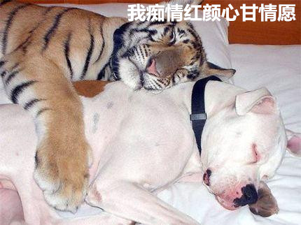 一人我饮酒醉女生唱出来的,一人我饮酒醉歌词来历详细解析