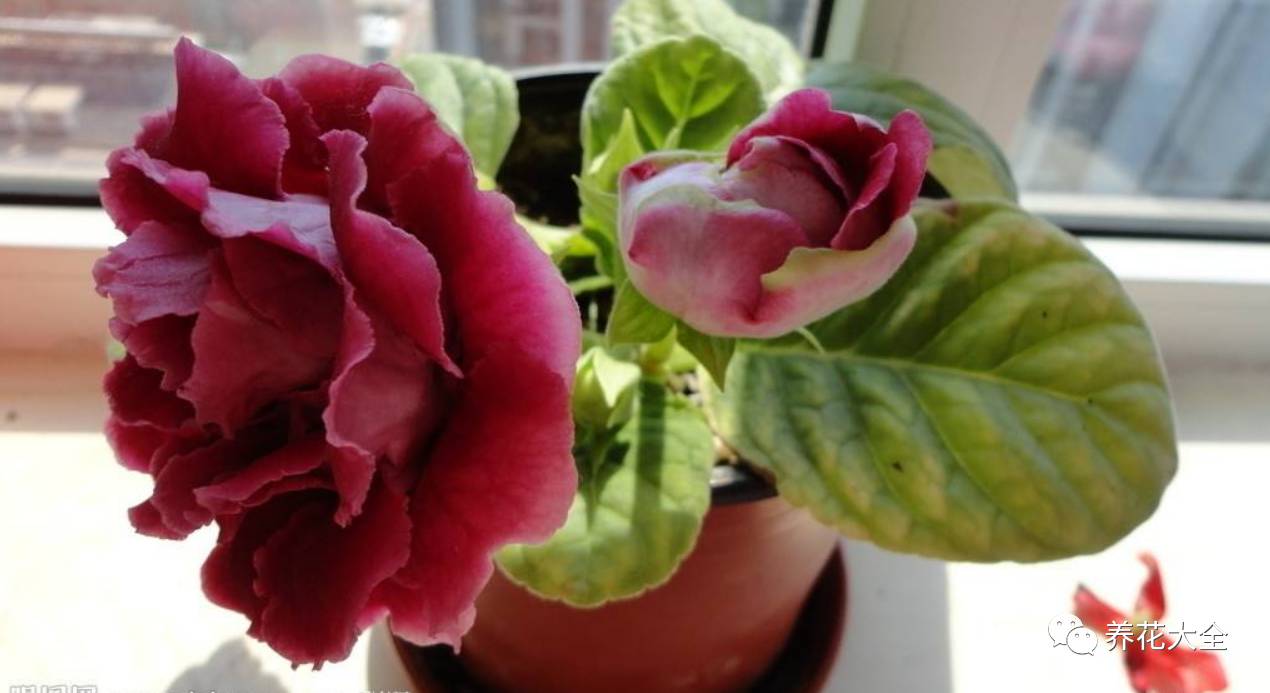 这些花越养越值钱,这些花比绿萝还好养