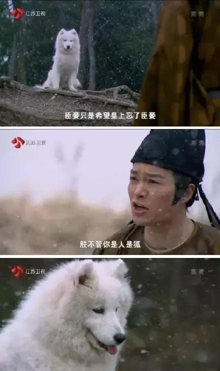 扒一扒网狐与它祖先的那些事儿——当个网红不容易