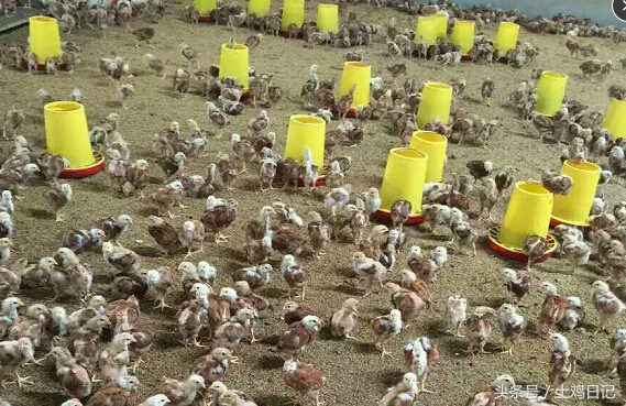 土鸡发酵床,散养土鸡需要搭建鸡床吗