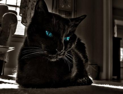 黑猫有攻击性吗,黑猫为什么会被认成不祥之物