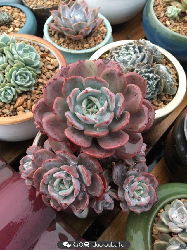 寒风中越发美丽的多肉,冬季暖阳下的多肉