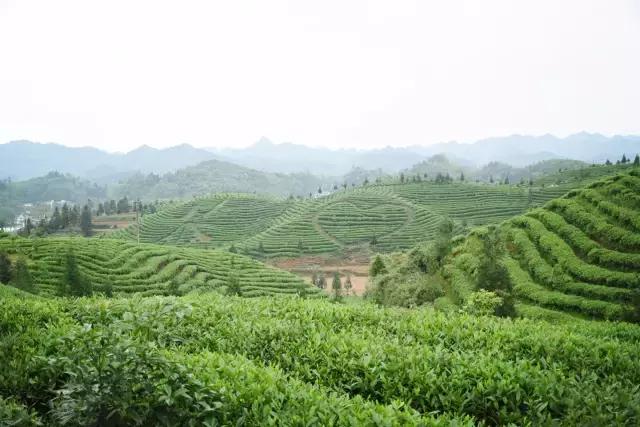 凤冈毛尖锌硒茶价格表,凤冈锌硒茶是绿茶吗