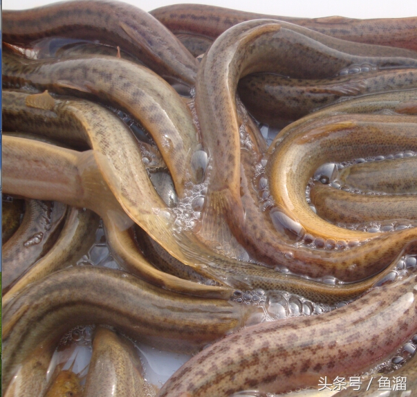 泥鳅养殖品种哪个好,泥鳅养殖品种各种介绍