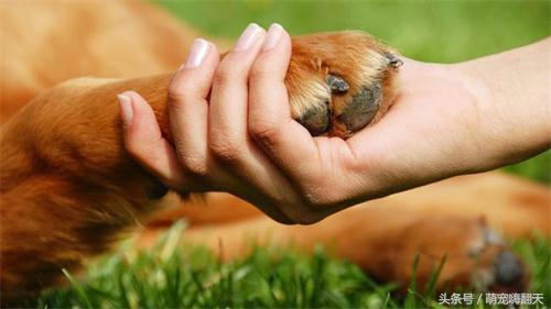 狗狗腿自己摔了一下瘸了怎么恢复,狗狗腿瘸了怎么能让它快速好起来