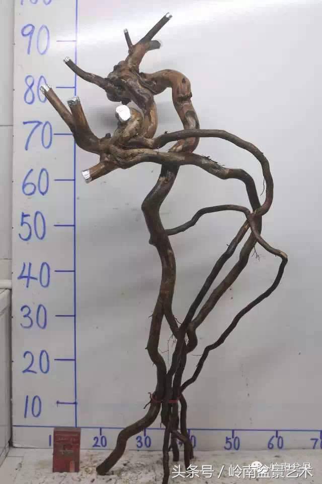 请厚爱你的野生树桩