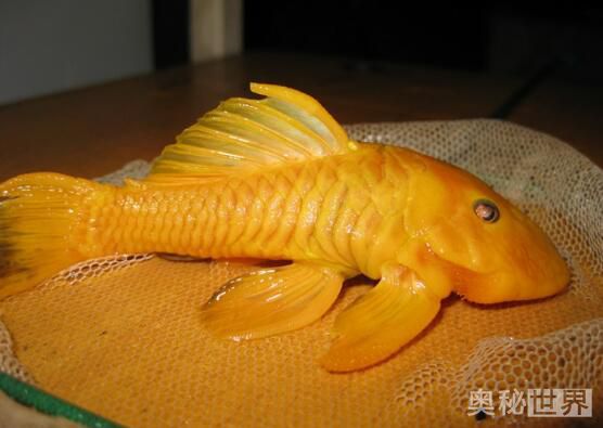 24k黄金达摩野生和人工的区别,24k黄金达摩真的有黄金吗