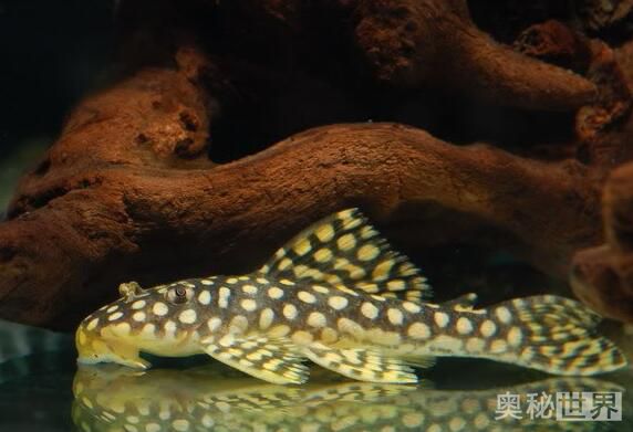 24k黄金达摩野生和人工的区别,24k黄金达摩真的有黄金吗