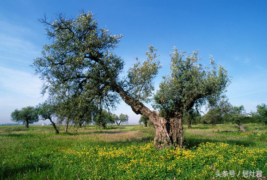 为什么都说橄榄油好,关于橄榄油的一点心得