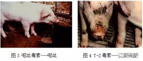 猪霉菌毒素最怕三种克星,猪霉菌毒素中毒有什么症状