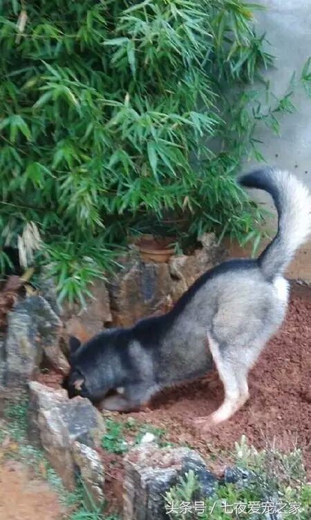 哈士奇在农村放养还是拴住,哈士奇不能养吗