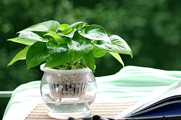 厨房适合养什么盆栽植物,家居养花3种植物好养好看又实用