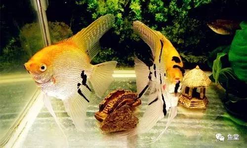 水草缸养小型热带鱼用多大的缸好,水草缸适合混养哪些小型热带鱼