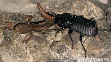 蜘蛛吃巨蛇剩下皮,蜘蛛吃了彼得帕克的蜘蛛侠