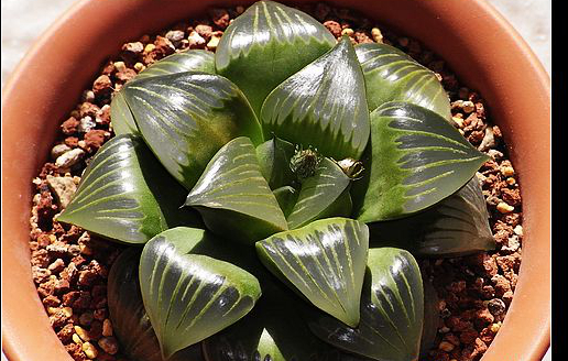 十二卷寿品相,十二卷玉寿