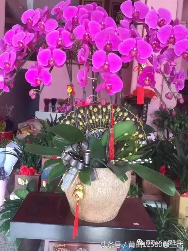 这个时候莆田哪里可以赏花,莆田春天哪里赏花