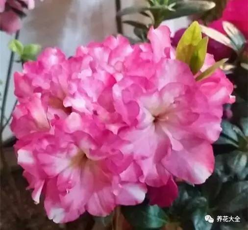 最美大杜鹃花图片,中国最美天然杜鹃花