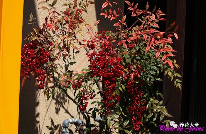 过年观赏花的盆栽,观果花卉盆栽大全