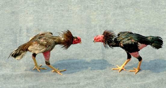 云南十大漂亮的鸡,云南第一生态鸡