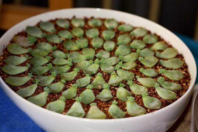 多肉新手必踩十大坑,多肉入坑的一百个理由