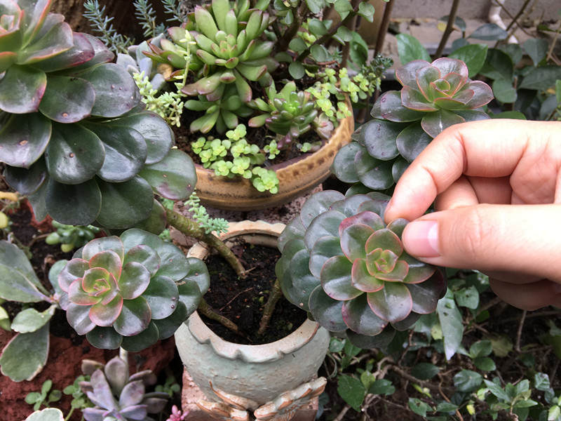 多肉新手必踩十大坑,多肉入坑的一百个理由