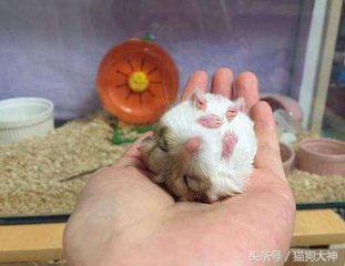 仓鼠幼鼠如何快速上手,仓鼠幼鼠怎么训练上手