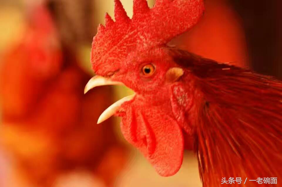 咸阳马团周：鸡眼看人