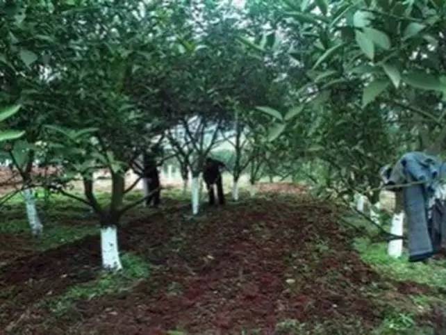 维纳斯苹果苦痘病为什么严重,苹果苦痘病症状及发生原因