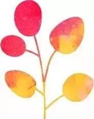 “脐带脱垂”来了！麻醉科的你准备好了吗？