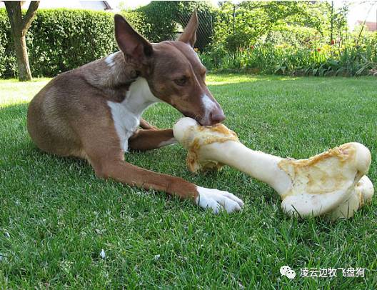 注意！骨头可以杀死狗！