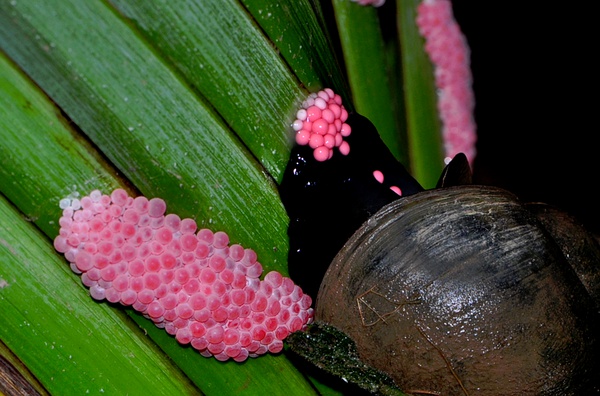 蛾子翅膀上的粉有毒吗,蛾子身上的灰有毒吗