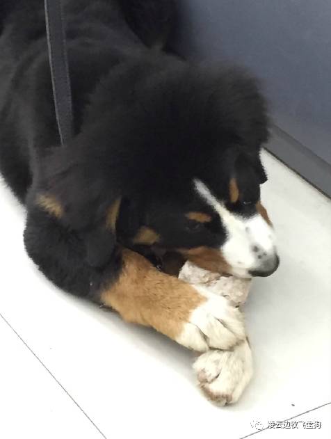 注意！骨头可以杀死狗！